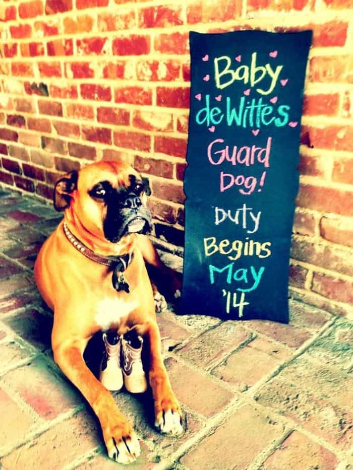 7-darling-ways-make-pregnancy-announcement-dog